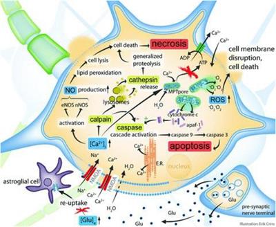 The Outcome of Neurorehabilitation Efficacy and Management of Traumatic Brain Injury